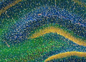 Light Micrograph Print of Rat Hippocampus Tissue