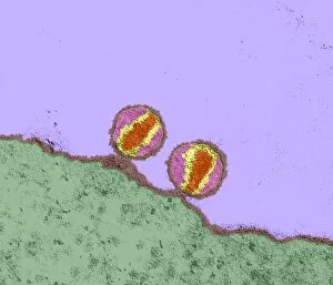 Images Dated 30th July 2002: HIV viruses, TEM