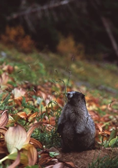 Hoary marmot Hoary marmot