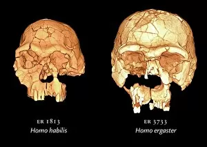 Early Human Collection: Hominid skulls, 3D computer images