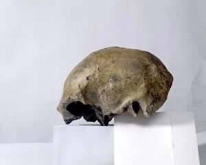 Early Human Collection: Homo erectus cranium C013 / 6552