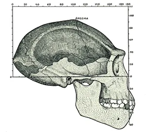 Homo erectus skull reconstruction Print