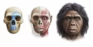 Early Human Collection: Homo floresiensis