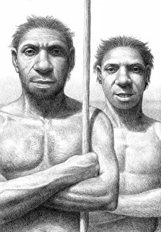 Pre History Collection: Homo heidelbergensis