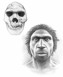 Pre History Collection: Homo heidelbergensis skull and face