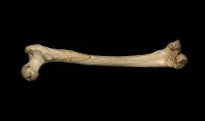 Early Human Collection: Homo heidelbergensis thigh bone C018 / 6378