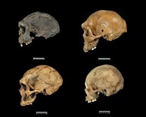 Early Human Collection: Homo sp. skulls C016 / 5933