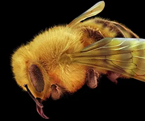 SEM Prints: SEM Print of Honey Bee (Apis mellifera)