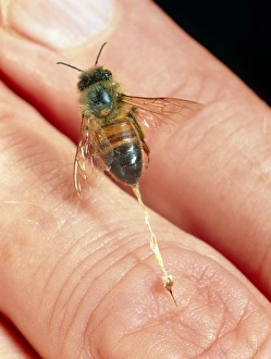 Honeybee stinging a finger Honeybee stinging a finger