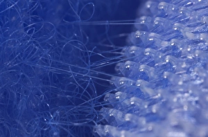 Seed Dispersal Methods Prints: Hook and loop fastener C014 / 0321