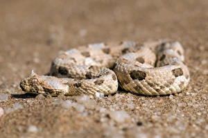 Images Dated 2nd August 2011: Horned Adder Print
