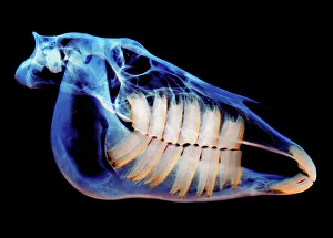 Horses Skull Coloured X-ray Print