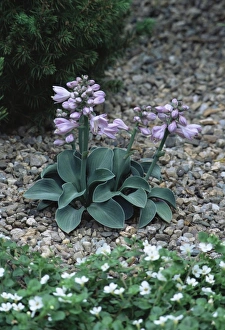 Perennial Garden Plants Prints: Hosta (Hosta Blue Mouse Ears )