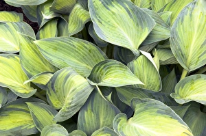 Hosta Leaves Prints: Hosta June