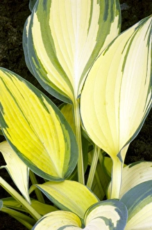 Botanical Beauty In Nature Prints: Hosta Remember Me