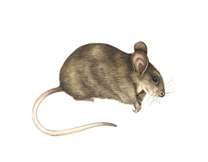 House Mouse Prints: House mouse, artwork