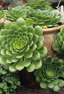 Aeonium Arboreum Prints: Houseleek