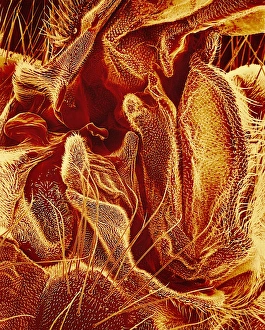 Insect Scanning Electron Microscopy Prints: Hover fly body surface, SEM