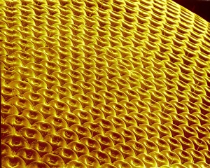 Insect Compound Eyes Prints: Hover fly compound eye, SEM