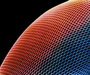 Compound Eye Structure Prints: Hover fly eye, SEM