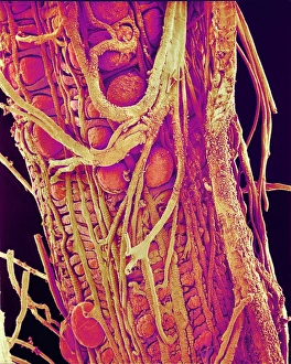 Framed Print : Hover Fly Gut Print, Coloured SEM Image Framed Print : Hover Fly Gut Print, Coloured SEM Image