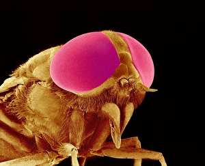 Hover fly head, SEM Hover fly head, SEM