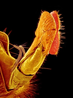 Insect Mouthparts SEM Prints: Hover fly proboscis, SEM