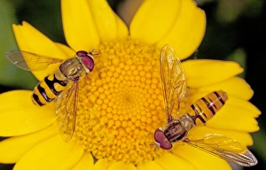 Episyrphus Balteatus Prints: Hoverflies