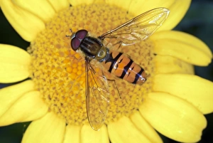Hoverfly Print on Corn Marigold Flower