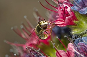 Canary Islands Nature Photos Prints: Hoverfly feeding C016 / 4757