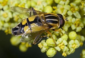 Helophilus Trivittatus Prints: Hoverfly feeding on flowers