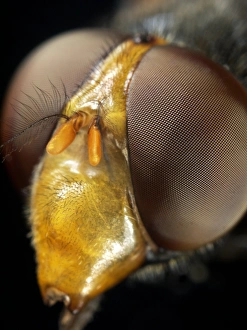 Insect Antennae Structure Prints: Hoverfly head