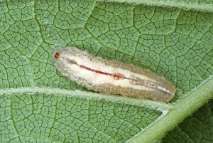 Leaf Dwelling Insects Prints: Hoverfly larva