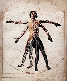 Human anatomy Human anatomy