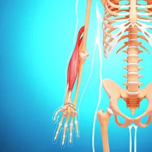 Human arm musculature, artwork F007/1810 Human arm musculature, artwork F007/1810