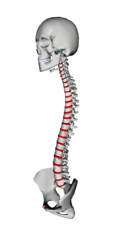 Human Spine Anatomy Prints: Human backbone, artwork