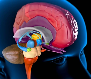 Human Brain Structure Prints: Human brain, artwork