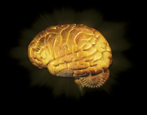 Human Brain Print
