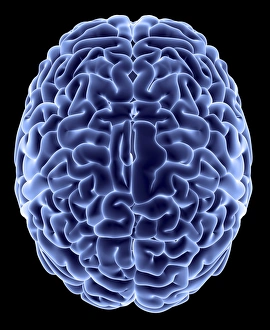 Human Brain Print - Top View