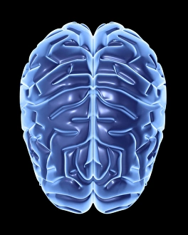 Human Brain Print - Computer Artwork of a Transverse Section