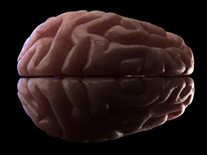 Human Brain Print