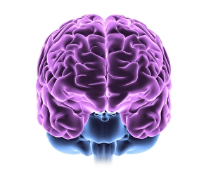 Frontal View of a Healthy Human Brain Print