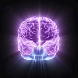 Human Brain Anatomy Prints: Human brain, computer artwork
