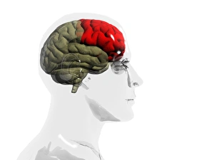 Human brain, occipital lobe Human brain, occipital lobe