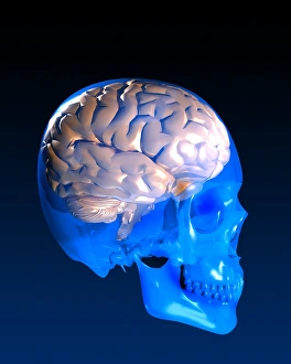 Computer Generated Brain Image Prints: Human brain and skull, artwork