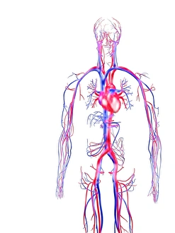 Prints of Human circulatory system, computer artwork. Veins (blue) carry deoxygenated blood towards the heart. Arteries (red) carry oxygenated blood from the heart around the body Images Dated 2004 September: Human Circulatory System Print