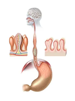 Prints of Human digestive system, artwork. At top, food from the mouth forms a bolus that is swallowed down the oesophagus Images Dated 2011 August: Human Digestive System Print