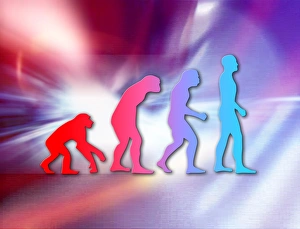 Human Evolution Stages Prints: Human evolution
