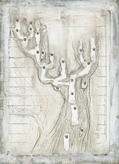 Human Evolutionary Taxonomy Print