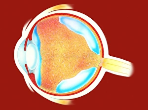 Section through a human eyeball Print